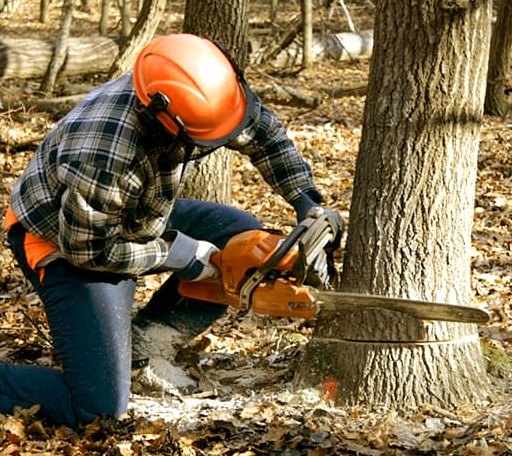 Tree Removal in Sawyer, MN